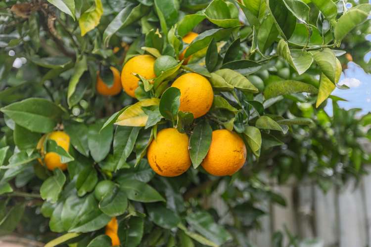 40 Woodleigh Place Ohauiti_23