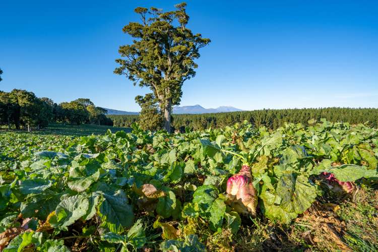 2709 State Highway 41 Kuratau_11