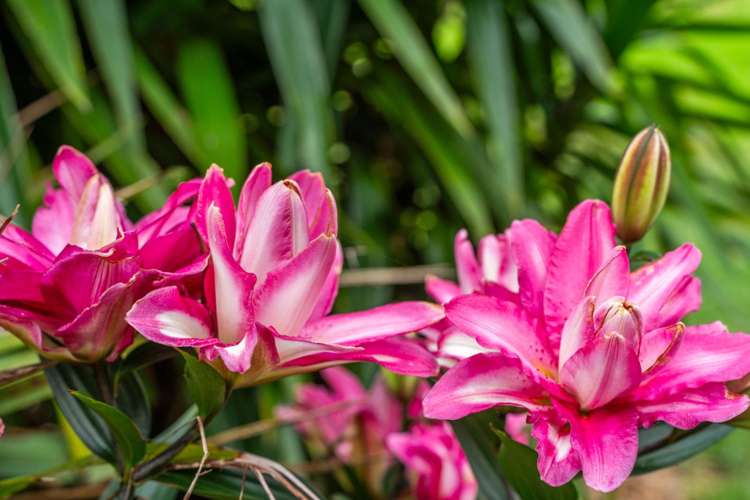 40 Olive Grove Mangawhai_34