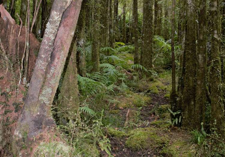 1883 Kumara-Inchbonnie Road Inchbonnie_13