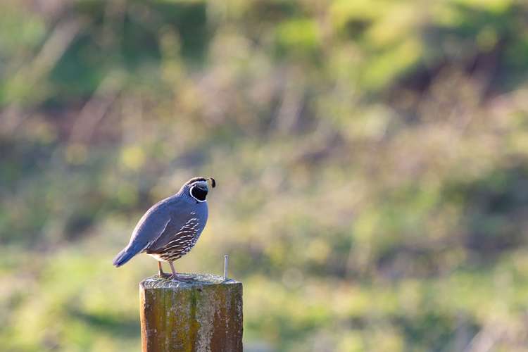 1255 Kaimango Road Oparau_19