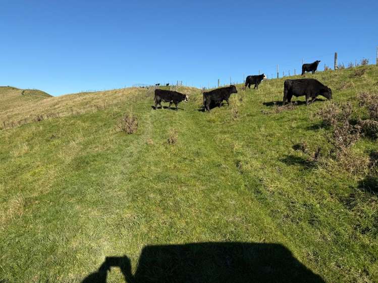 196 Ngapaeruru Rd Dannevirke_20