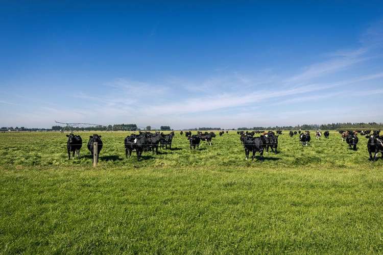 1710 Ealing Montalto Road Ashburton_31