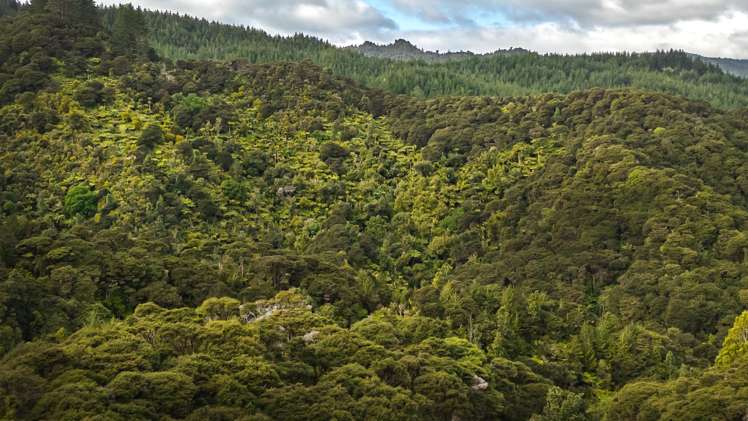 982B Manaia Road Coromandel_21