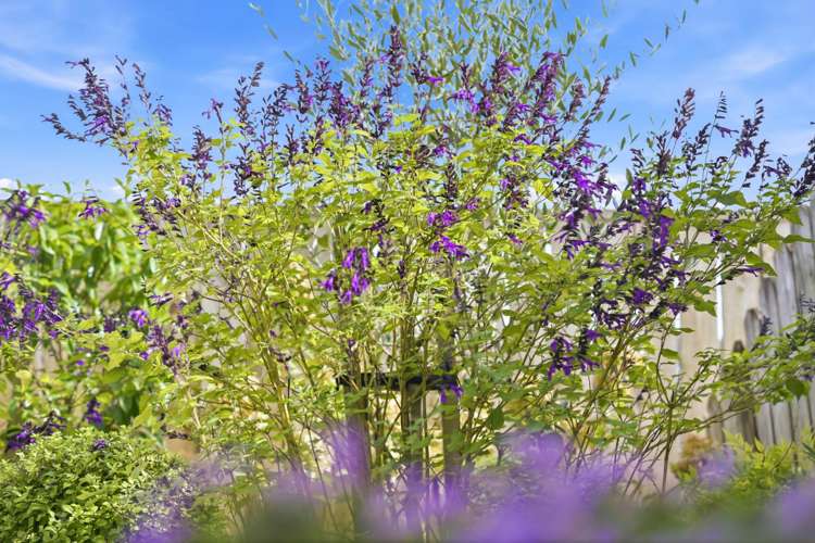 21/22 Northcross drive Oteha_11