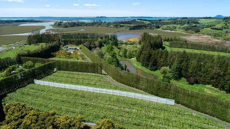 12 Sargent Drive Whakamarama_5