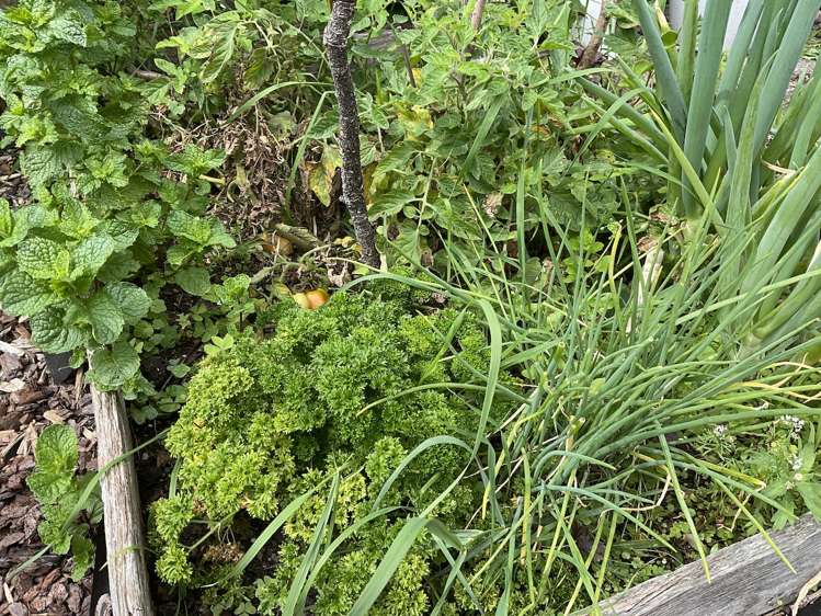 2/74 Cambridge Terrace Waterloo_11