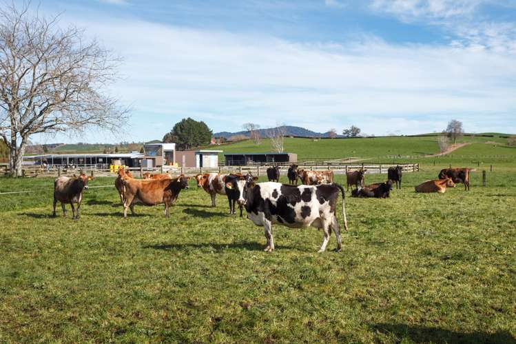 1 Gunn Road Matamata_14