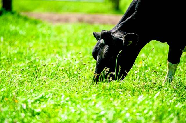 Plantain slashes leaching, study shows