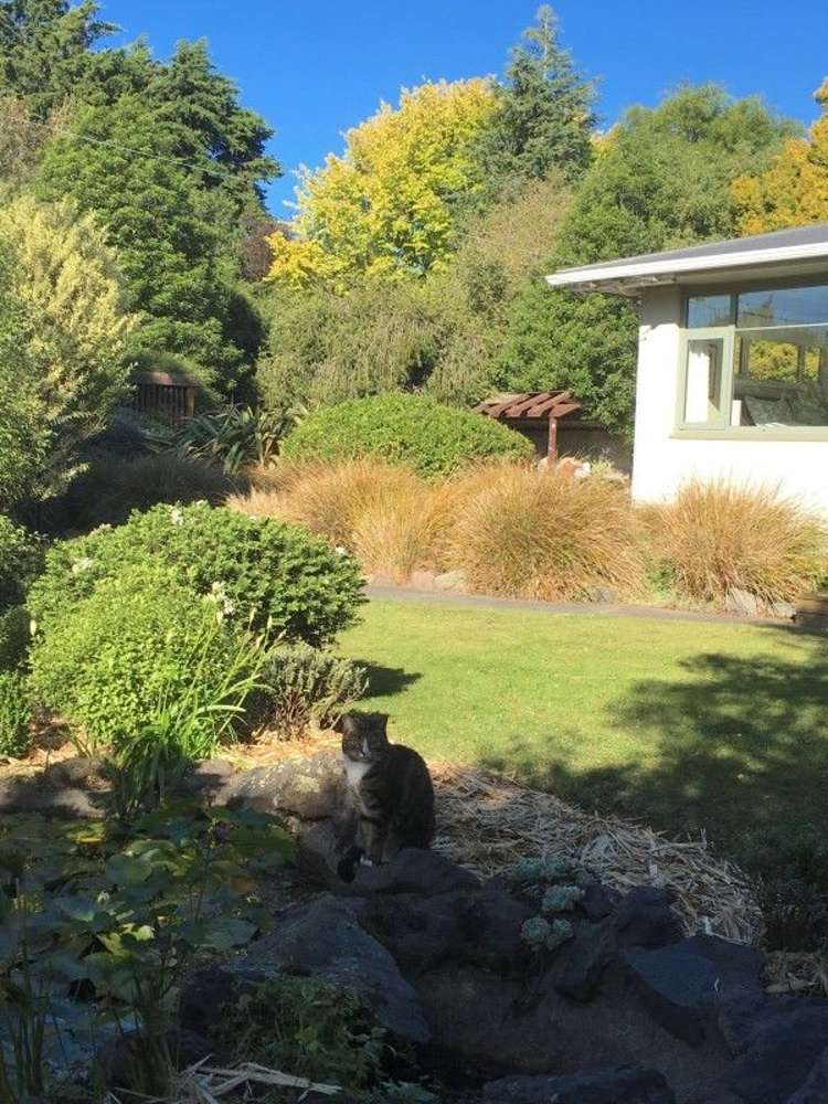 91 Kippenberger Avenue Rangiora_14