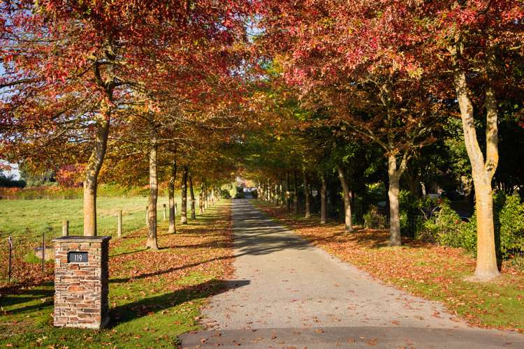 119 Forest Drive Methven_1