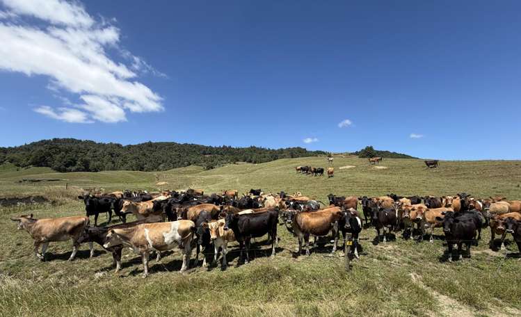 Kahuwera Road Piopio_16