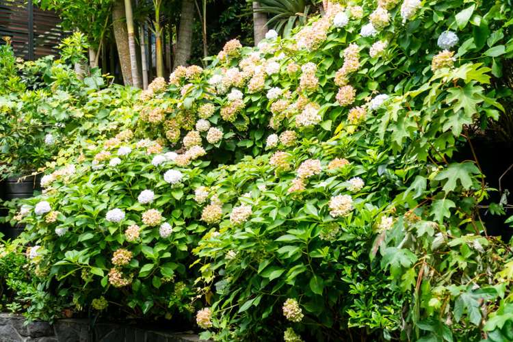 33a Reihana Street Orakei_25