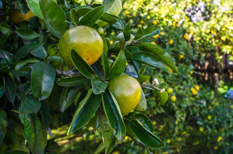 42 Cosgrave Road Papakura_10