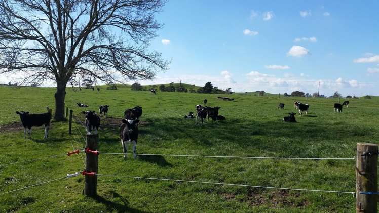 1966 Gordonton Road Taupiri_6