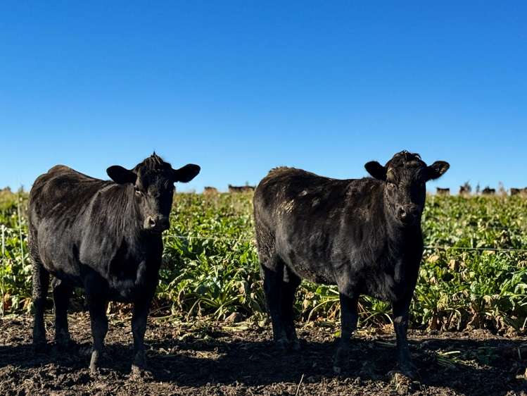 125B Davidson Road Mimihau_2