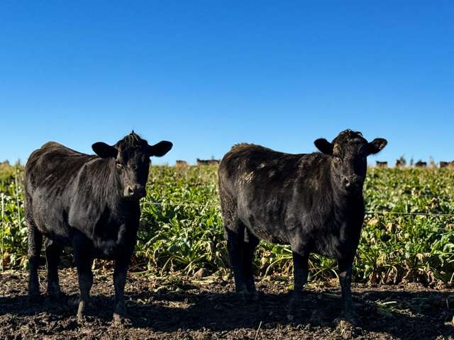 125B Davidson Road Mimihau_2