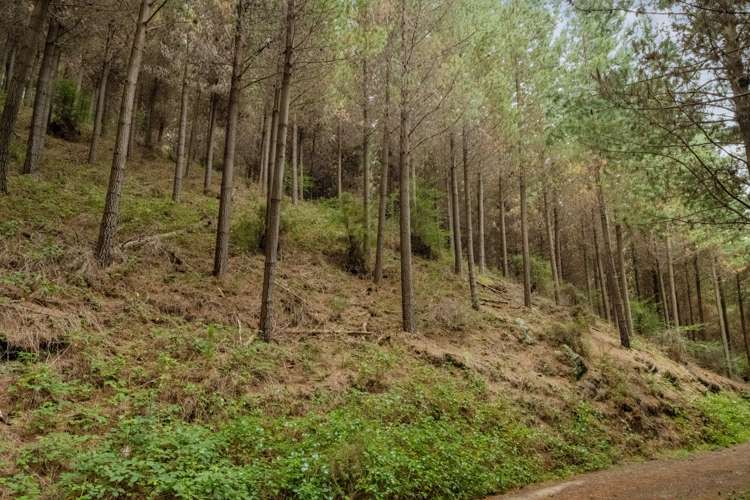 State Highway 63 Renwick_13