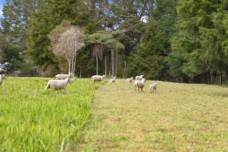 25 Caprine Road Waipapa_24