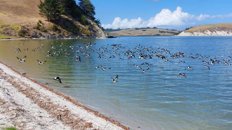 140 Beatson Road Whakapirau_29