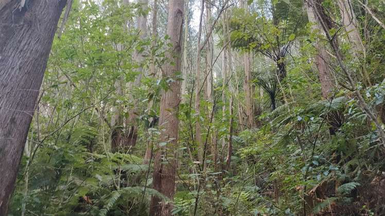 Waitete Road Waihi_7