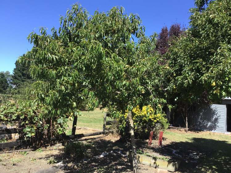 657 Domett Road Domett_9