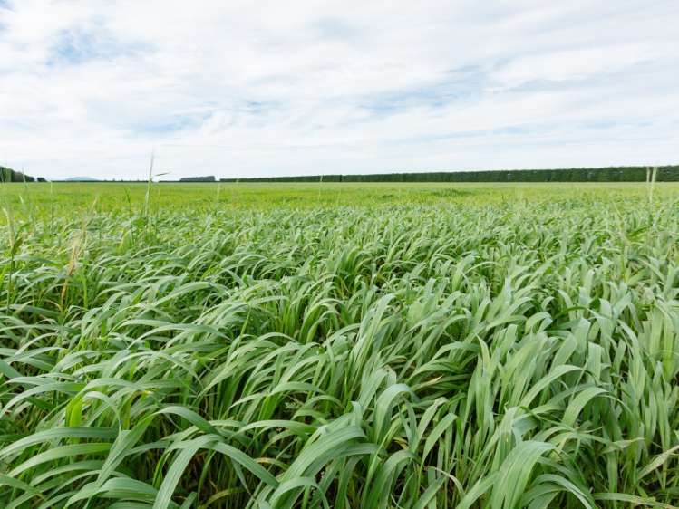 147 O'Briens Road Methven_6