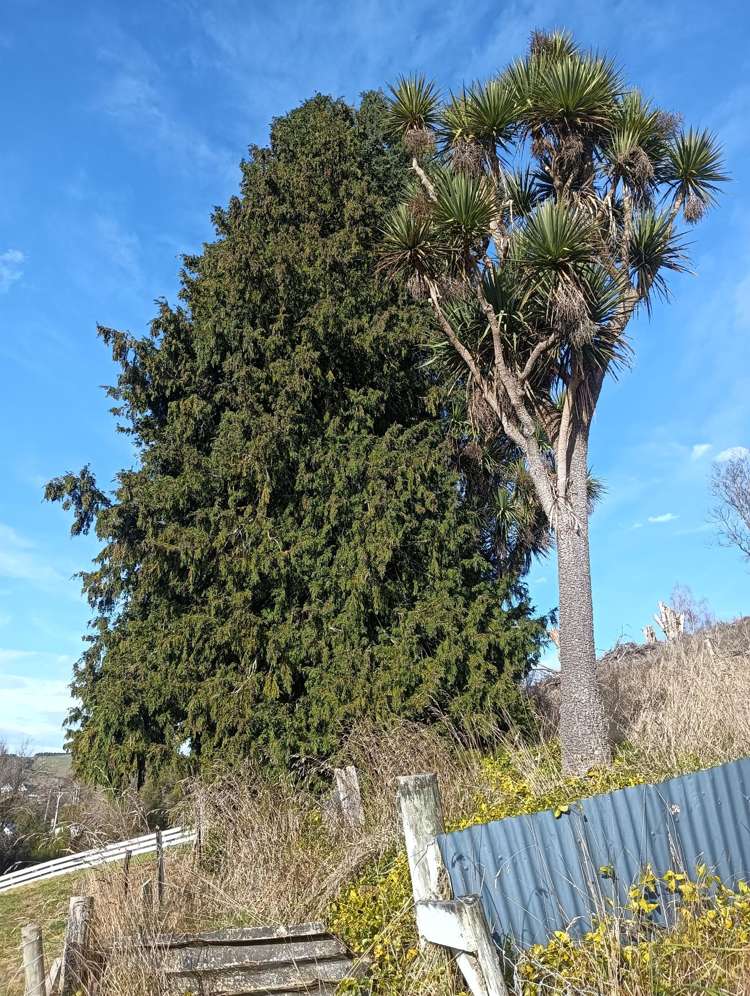 6 Iona Street Lawrence_6