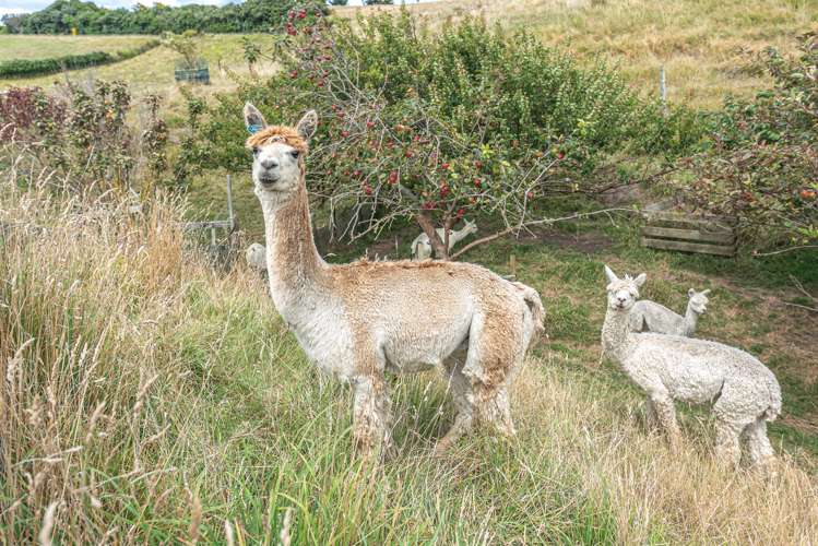 894b Rapanui Road Kai Iwi_12