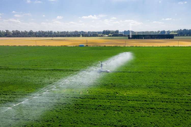 Selwyn Lake Road Leeston_8