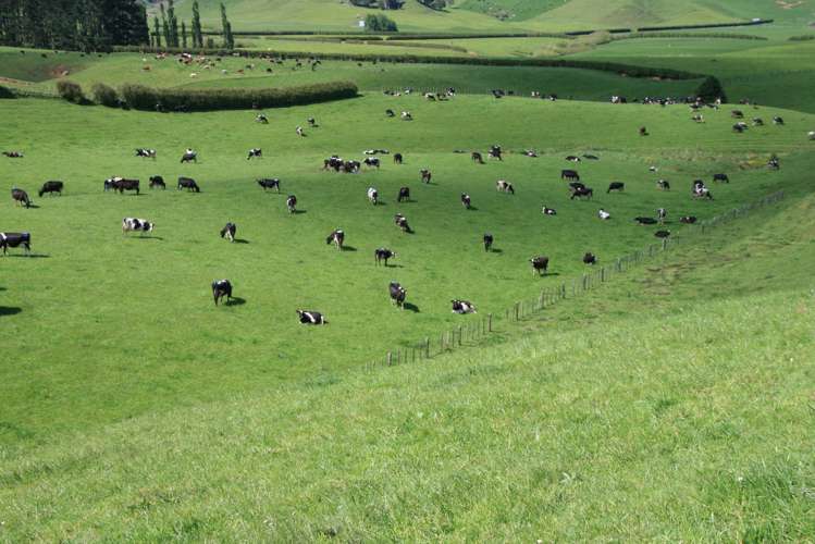 734 Bird Road Pukengahu_28