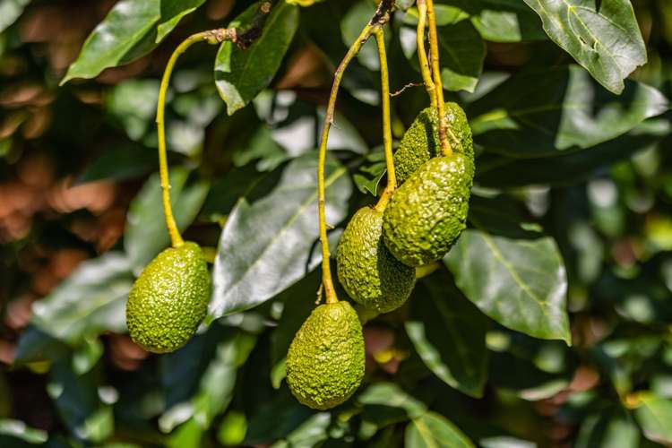 168 Hariru Road Ohaeawai_15