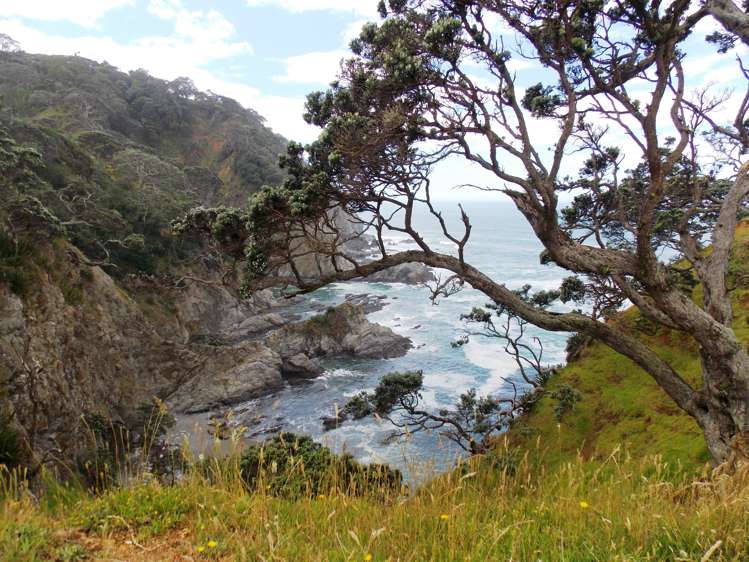 Kauri Mountain Road Whangarei_5