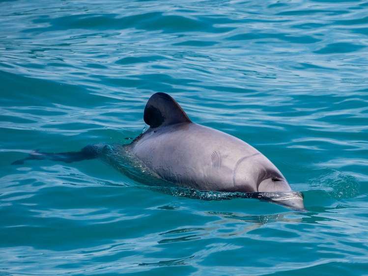 46 Bayview Crescent Duvauchelle_31