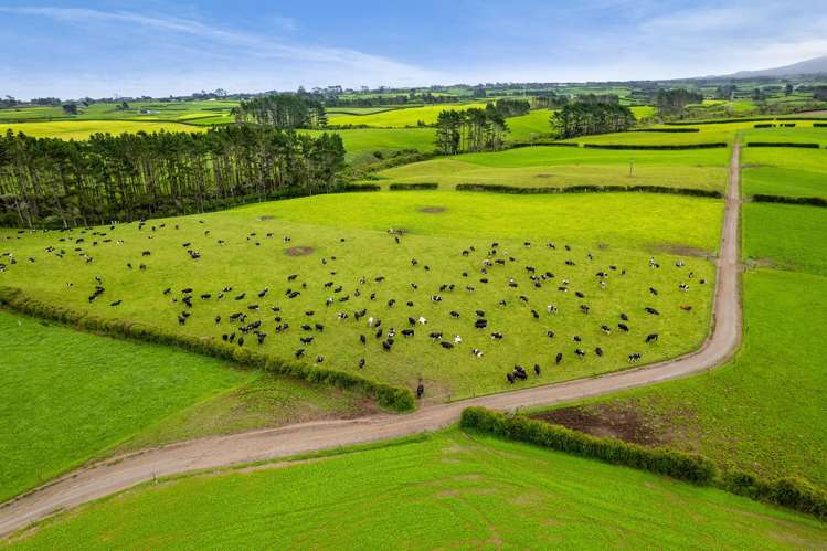 358 Opunake Road Cardiff_3