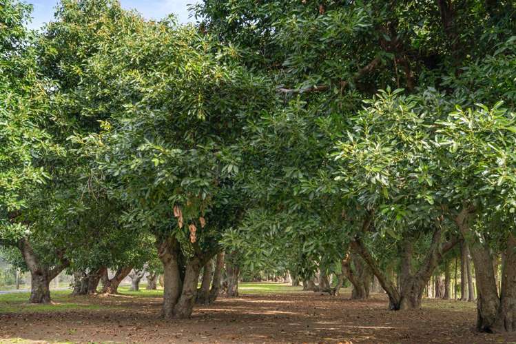 62R Matapihi Station Road Matapihi_41