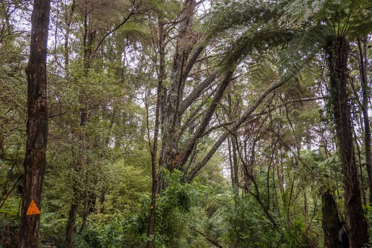 58 Hinemoa Terrace Tairua_24