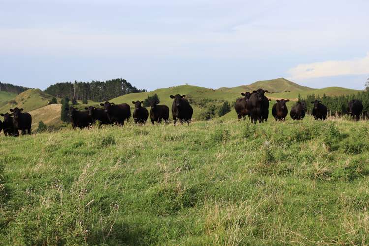 102 Manu Road Te Popo_19