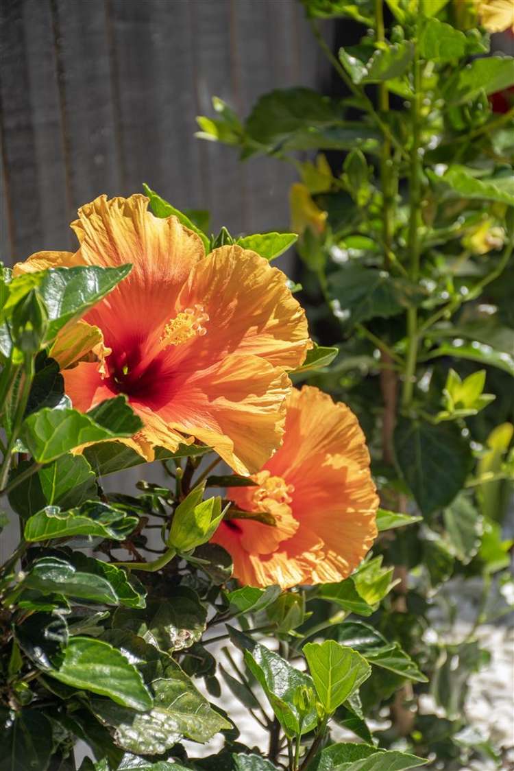 8 Ngaire Way Papamoa_21