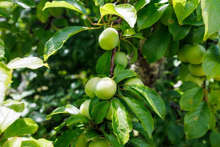 3 Collins Crescent Feilding_23