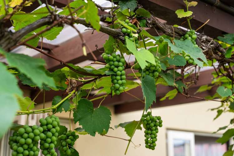 40 Greig Place Pukekohe_29