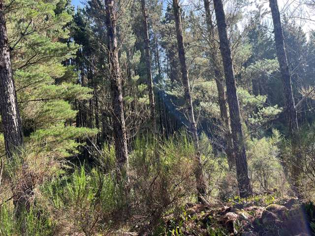 Lot . Red Jacks Road Ngahere_4