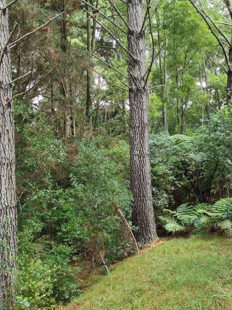 4 Mcdonnell Road Mangapai and Surrounds_24