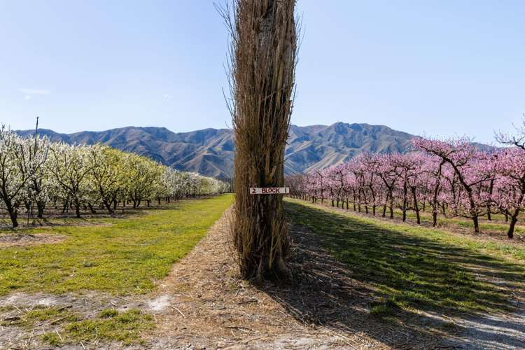 5221 Kurow Duntroon Road Duntroon_23