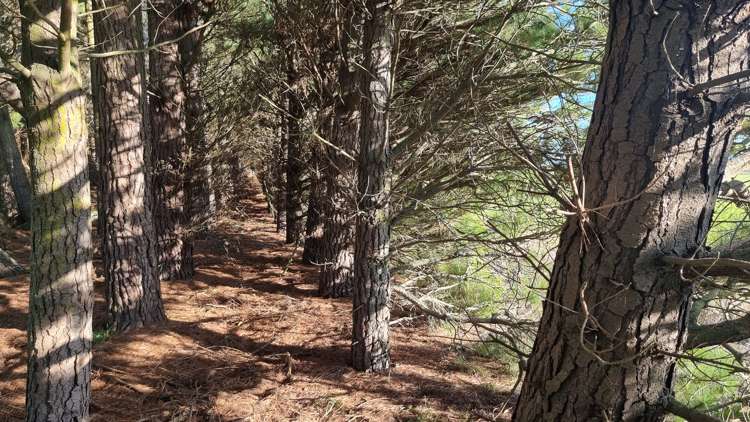 472 Pesters Road West Eyreton_22