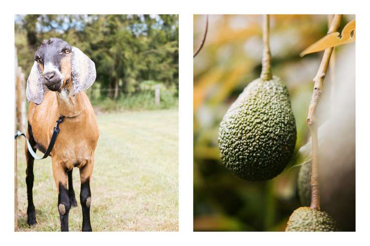 116 Wilson Road North Paengaroa_17