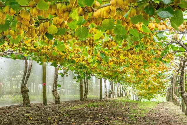 215 Ongare Point Road Tahawai_2