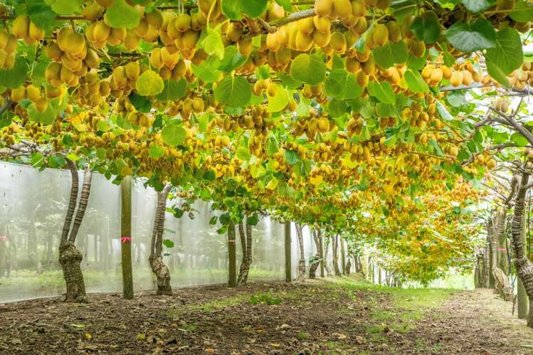 215 Ongare Point Road Tahawai_2