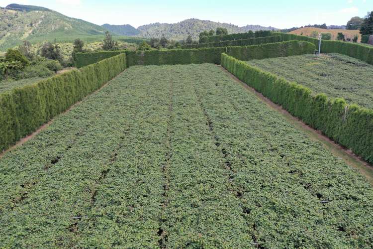 1335a No 3 Road Te Puke_3