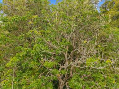 Te Kowhai Road_1